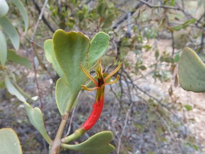 Lysiana spathulata, photographed by John Barkla