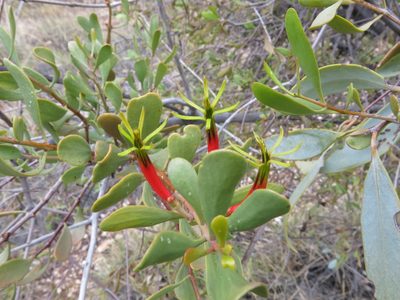 Lysiana spathulata, photographed by John Barkla