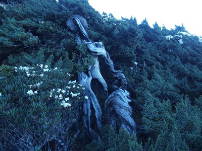Juniperus squamata, photographed by Jerome Ko