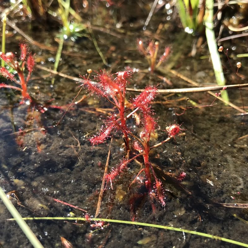 Drosera grantsaui, photographed by william_hoyer
