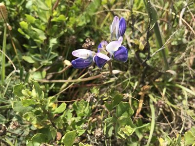 Lupinus variicolor, photographed by Dario Taraborelli