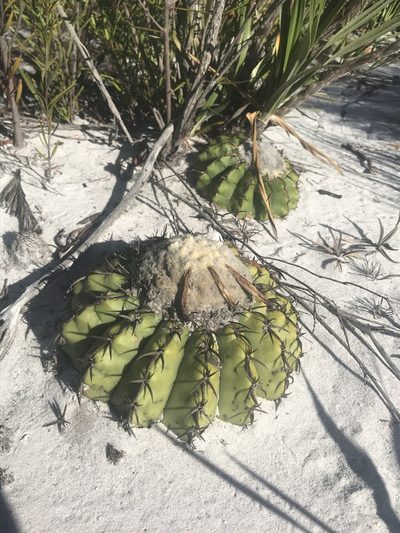 Discocactus pseudoinsignis, photographed by william_hoyer
