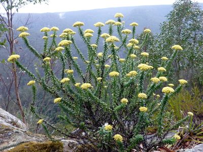 Cassinia denticulata, photographed by Murray Dawson