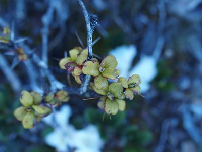 Berberis morrisonensis, photographed by Jerome Ko