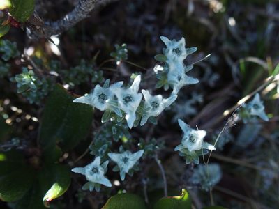 Leontopodium microphyllum, photographed by Jerome Ko