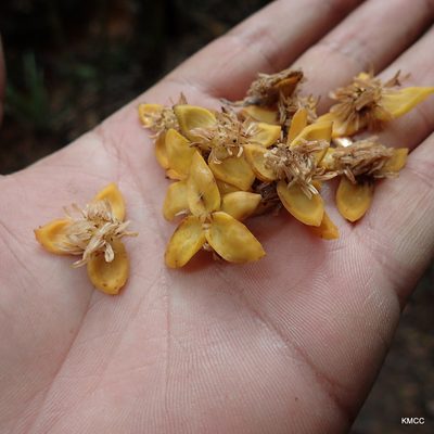 Orania trispatha, photographed by Romer N. Rabarijaona