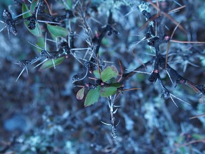 Berberis morrisonensis, photographed by Jerome Ko