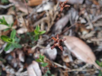 Hypericum nagasawae, photographed by Jerome Ko