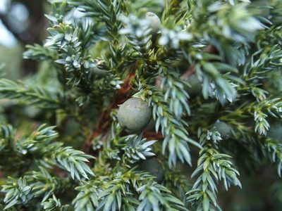 Juniperus squamata, photographed by Jerome Ko