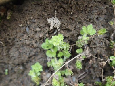 Hemiphragma heterophyllum, photographed by Jerome Ko