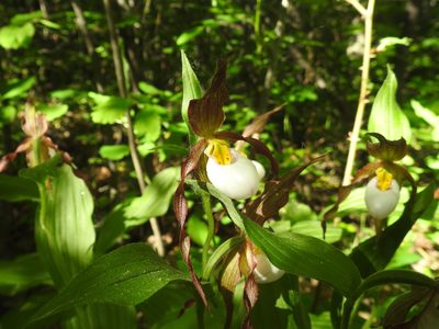 Cypripedium montanum, photographed by Old Goat