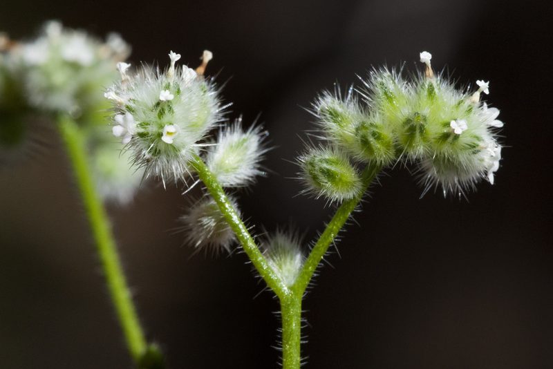 Cryptantha gracilis, photographed by Cecelia Alexander