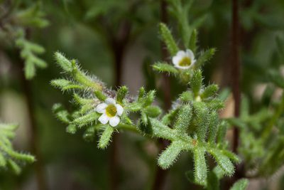 Phacelia ivesiana, photographed by Cecelia Alexander