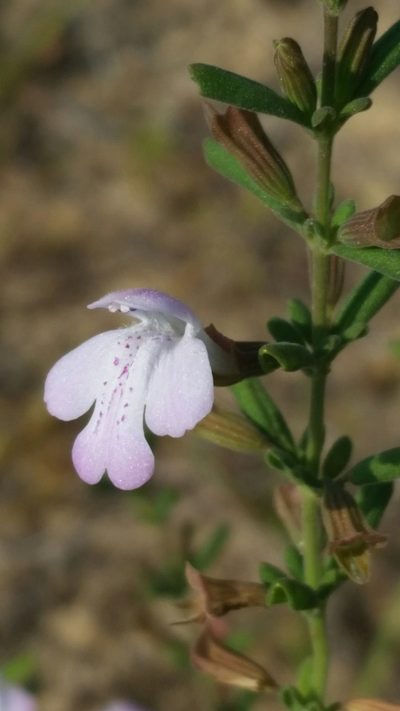 Clinopodium dentatum, photographed by Jay Horn