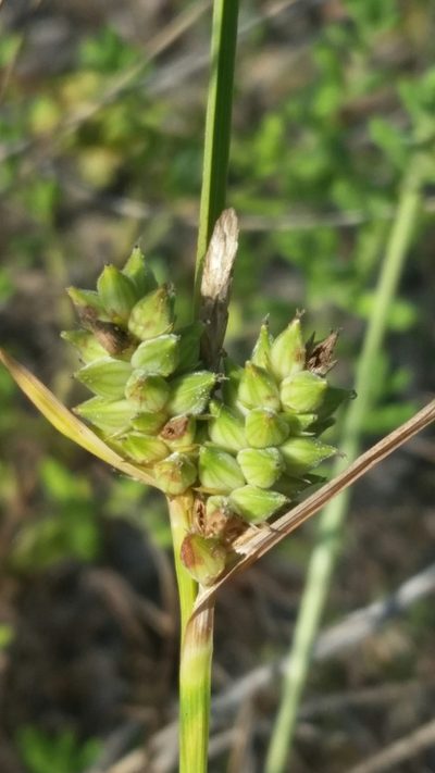 Carex tenax, photographed by Jay Horn