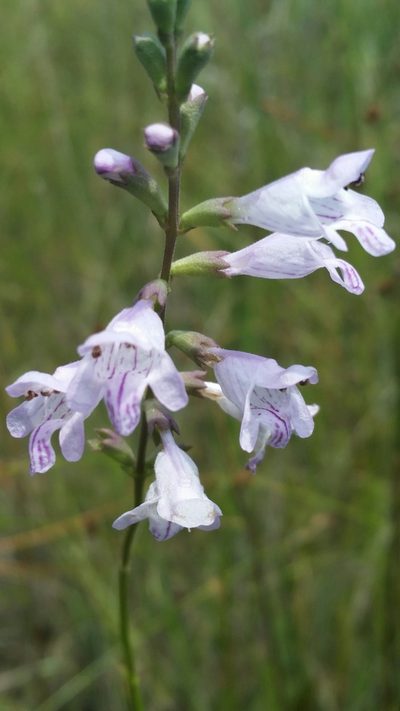 Physostegia godfreyi, photographed by Jay Horn