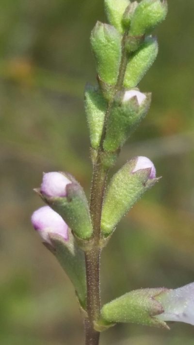 Physostegia godfreyi, photographed by Jay Horn