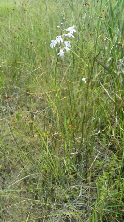 Physostegia godfreyi, photographed by Jay Horn