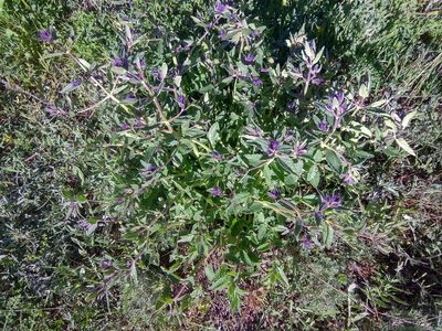 Nepeta ucranica, photographed by Maxim Shashkov
