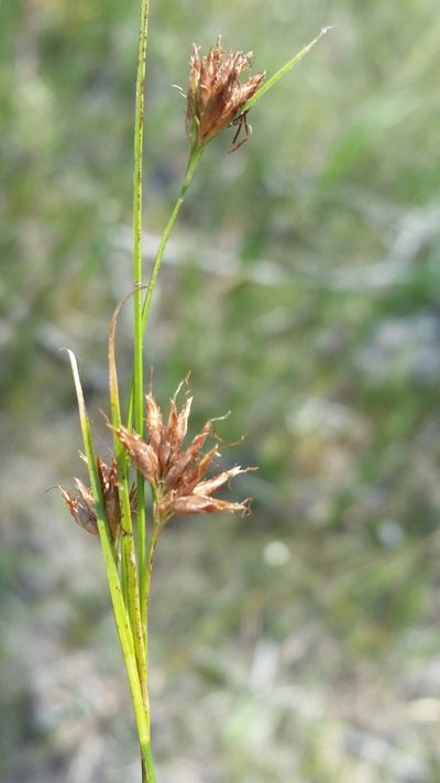Rhynchospora harperi, photographed by Jay Horn