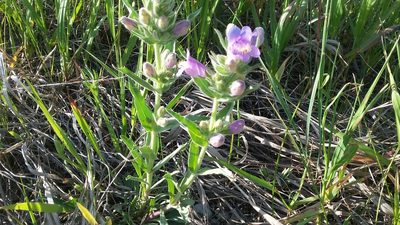 Penstemon eriantherus, photographed by tonyblake