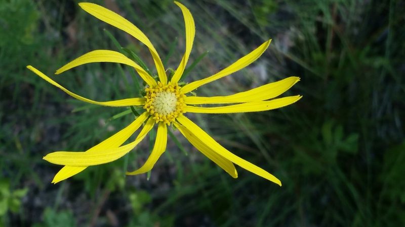 Phoebanthus tenuifolius, photographed by Jay Horn