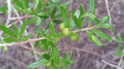 Ilex myrtifolia, photographed by Jay Horn