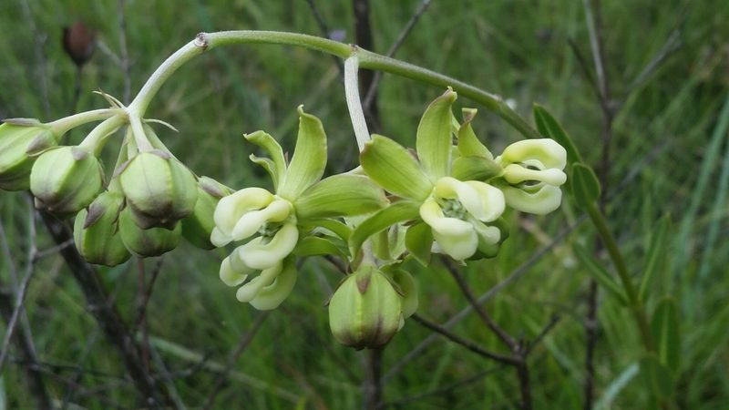 Asclepias connivens, photographed by Jay Horn