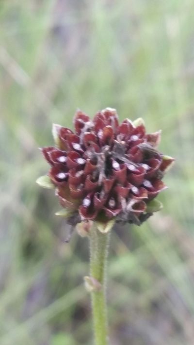 Verbesina chapmanii, photographed by Jay Horn