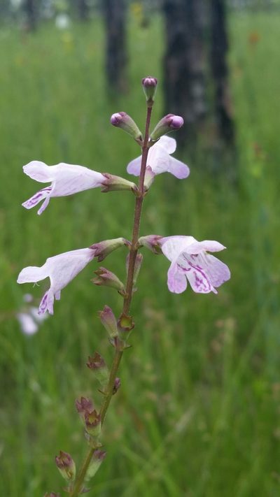 Physostegia godfreyi, photographed by Jay Horn