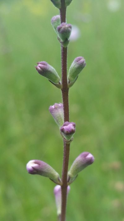 Physostegia godfreyi, photographed by Jay Horn