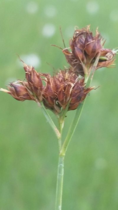 Rhynchospora baldwinii, photographed by Jay Horn