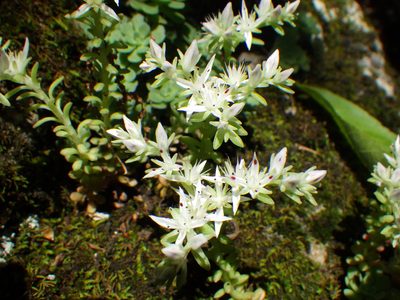 Sedum glaucophyllum, photographed by David Weisenbeck