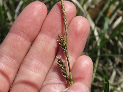 Carex richardsonii, photographed by Katie Kucera