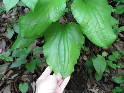 Smilax illinoensis, photographed by Katie Kucera
