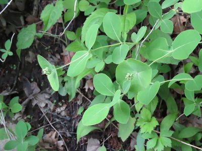 Lonicera reticulata, photographed by Katie Kucera