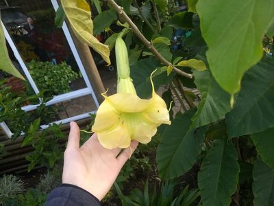 Brugmansia arborea, photographed by Sebastian Serna Muñoz