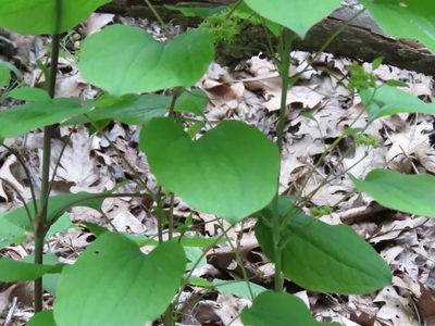 Smilax illinoensis, photographed by Katie Kucera