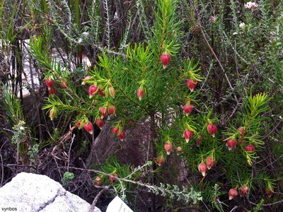 Erica lanuginosa, photographed by Chris Vynbos