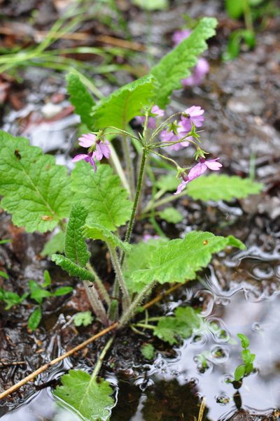 Primula sieboldii, photographed by Татьяна Прозорова