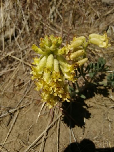 Astragalus gibbsii, photographed by Rafael Medina