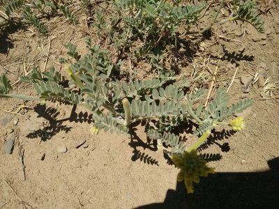 Astragalus gibbsii, photographed by Rafael Medina