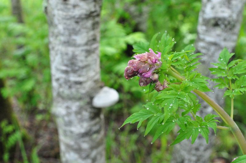 Corydalis gigantea, photographed by Татьяна Прозорова
