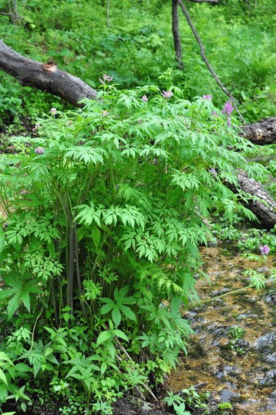Corydalis gigantea, photographed by Татьяна Прозорова