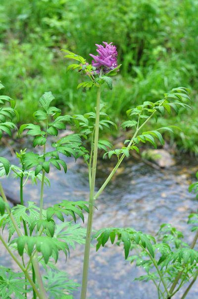 Corydalis gigantea, photographed by Татьяна Прозорова