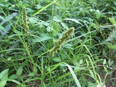 Carex annectens, photographed by Chris Hoess