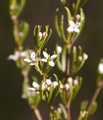 Zieria laevigata, photographed by Tony Eales