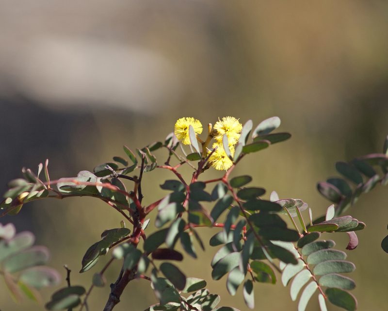 Acacia latisepala, photographed by Tony Eales