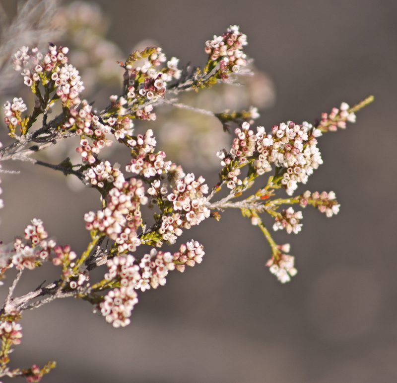 Micromyrtus sessilis, photographed by Tony Eales
