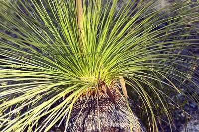 Xanthorrhoea johnsonii, photographed by Tony Eales